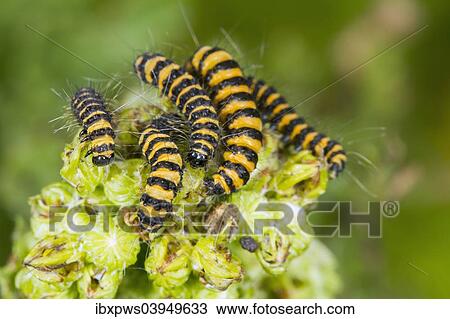 "Cinnabar Moth (Tyria jacobaeae), caterpillars, feeding on Ragwort (Jacobaea vulgaris), South Wales, United Kingdom, Europe" View Large Photo Image Stock Image - "Cinnabar Moth (Tyria jacobaeae), caterpillars, feeding on Ragwort (Jacobaea vulgaris), South Wales, United Kingdom, Europe". Fotosearch