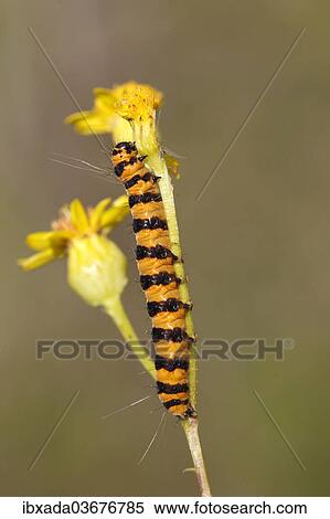 "Cinnabar Moth (Tyria jacobaeae), caterpillar feeding on yellow ragwort flowers (Senecio sp. ), Altenseelbach, Neunkirchen, North Rhine-Westphalia, Germany, Europe" View Large Photo Image Stock Photography - "Cinnabar Moth (Tyria jacobaeae), caterpillar feeding on yellow ragwort flowers (Senecio sp. ), Altenseelbach, Neunkirchen, North Rhine-Westphalia, Germany, Europe". Fotosearch