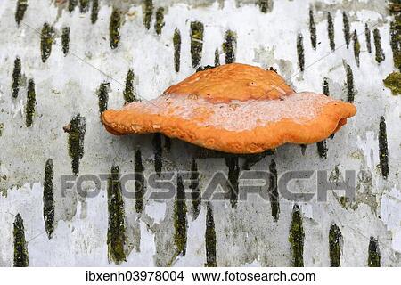 Picture - "Cinnabar Polypore (Pycnoporus cinnabarinus), Emsland, Lower Saxony, Germany, Europe". Fotosearch