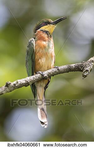 "Cinnamon-chested Bee-eater (Merops oreobates), Kisoro, Uganda, Africa" View Large Photo Image Stock Image - "Cinnamon-chested Bee-eater (Merops oreobates), Kisoro, Uganda, Africa". Fotosearch