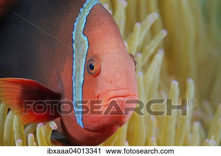 "Cinnamon Clownfish or Fire Clownfish (Amphiprion melanopus), Bohol Sea, Philippines, Asia" View Large Photo Image Stock Image - "Cinnamon Clownfish or Fire Clownfish (Amphiprion melanopus), Bohol Sea, Philippines, Asia". Fotosearch