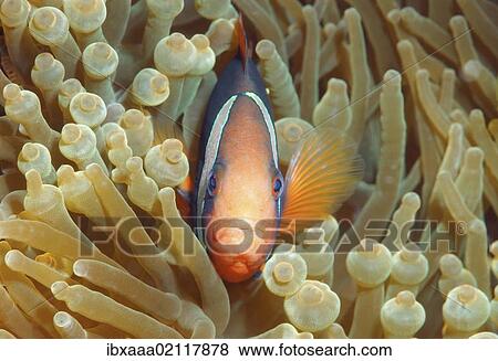 "Cinnamon clownfish or Fire clownfish (Amphiprion melanopus), Redang Island, Malaysia, Southeast Asia, Asia" View Large Photo Image Stock Photo - "Cinnamon clownfish or Fire clownfish (Amphiprion melanopus), Redang Island, Malaysia, Southeast Asia, Asia". Fotosearch