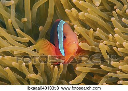 "Cinnamon Clownfish or Fire Clownfish (Amphiprion melanopus), Bohol Sea, Philippines, Asia" View Large Photo Image Stock Photo - "Cinnamon Clownfish or Fire Clownfish (Amphiprion melanopus), Bohol Sea, Philippines, Asia". Fotosearch