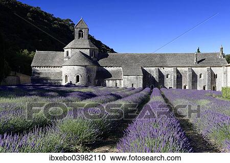 "Cistercian abbey Abbaye Notre-Dame de Senanque, with lavender field, Vaucluse, Provence, Provence-Alpes-Cote d'Azur, France, Europe" View Large Photo Image Stock Image - "Cistercian abbey Abbaye Notre-Dame de Senanque, with lavender field, Vaucluse, Provence, Provence-Alpes-Cote d'Azur, France, Europe". Fotosearch