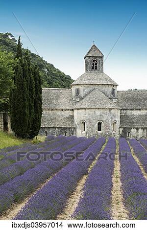 Picture - "Cistercian Senanque Abbey with lavender field, in Gordes, Vaucluse, Provence, Provence-Alpes-Cote d'Azur, France, Europe". Fotosearch