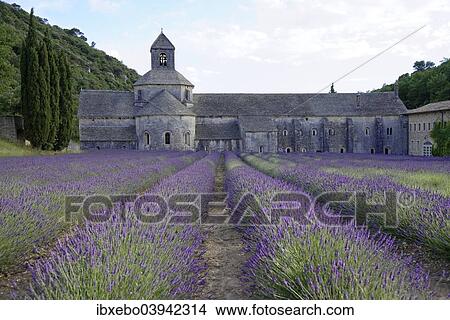 "Cistercian Senanque Abbey with lavender field, Vaucluse, Provence, Provence-Alpes-Cote d'Azur, France, Europe" View Large Photo Image Picture - "Cistercian Senanque Abbey with lavender field, Vaucluse, Provence, Provence-Alpes-Cote d'Azur, France, Europe". Fotosearch