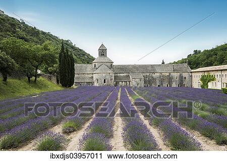 Stock Image - "Cistercian Senanque Abbey with lavender field, in Gordes, Vaucluse, Provence, Provence-Alpes-Cote d'Azur, France, Europe". Fotosearch