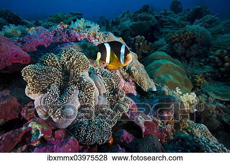 Stock Photo - "Clark's anemonefish (Amphiprion clarkii), Palau, Oceania". Fotosearch