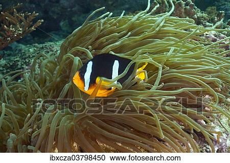 Stock Image - "Clark's Anemonefish or Yellowtail Clownfish (Amphiprion clarkii), near Fahal, Oman, Asia". Fotosearch