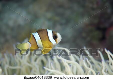 "Clark's Anemonefish or Yellowtail Clownfish (Amphiprion clarkii), Bohol Sea, Philippines, Asia" View Large Photo Image Stock Photo - "Clark's Anemonefish or Yellowtail Clownfish (Amphiprion clarkii), Bohol Sea, Philippines, Asia". Fotosearch
