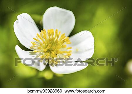 Stock Image - Clasping-leaf Buttercup (Ranunculus amplexicaulis). Fotosearch