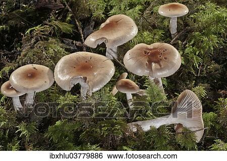 Stock Photograph - "Clay Waxy Cap (Hygrophorus discoideus), Baden-Wurttemberg, Germany, Europe". Fotosearch