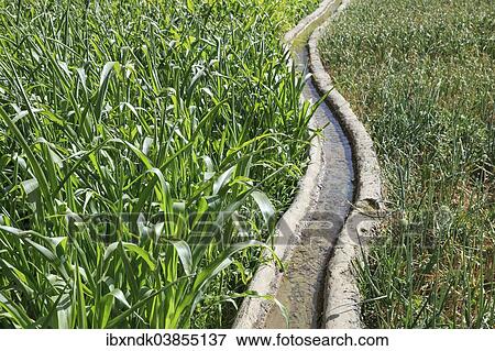 "Clear water flowing in a traditional irrigation canal through a green field, Ad Dakhiliyah Governorate, Oman, Asia" View Large Photo Image Stock Photo - "Clear water flowing in a traditional irrigation canal through a green field, Ad Dakhiliyah Governorate, Oman, Asia". Fotosearch
