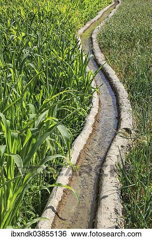 "Clear water flowing in a traditional irrigation canal through a green field, Ad Dakhiliyah Governorate, Oman, Asia" View Large Photo Image Stock Photograph - "Clear water flowing in a traditional irrigation canal through a green field, Ad Dakhiliyah Governorate, Oman, Asia". Fotosearch