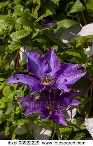 "Clematis (Clematis), Germany, Europe" View Large Photo Image Stock Photo - "Clematis (Clematis), Germany, Europe". Fotosearch