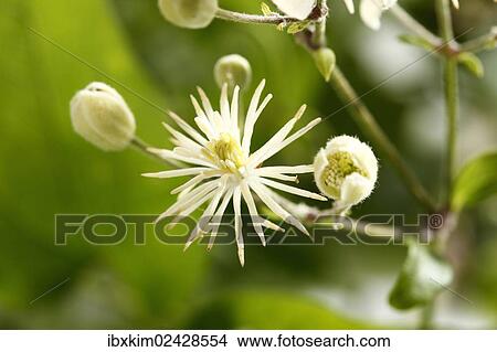 Clematis (Clematis) View Large Photo Image Picture - Clematis (Clematis). Fotosearch