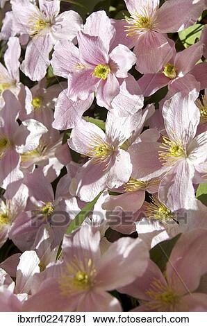 Clematis (Clematis) View Large Photo Image Stock Image - Clematis (Clematis). Fotosearch