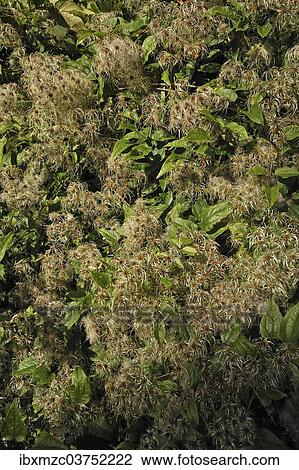 "Clematis (Clematis), withering flowers, Upper Franconia, Bavaria, Germany, Europe" View Large Photo Image Stock Image - "Clematis (Clematis), withering flowers, Upper Franconia, Bavaria, Germany, Europe". Fotosearch