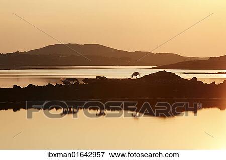 "Clifden Bay at sunset, Connemara, County Galway, Republic of Ireland, Europe" View Large Photo Image Stock Photo - "Clifden Bay at sunset, Connemara, County Galway, Republic of Ireland, Europe". Fotosearch