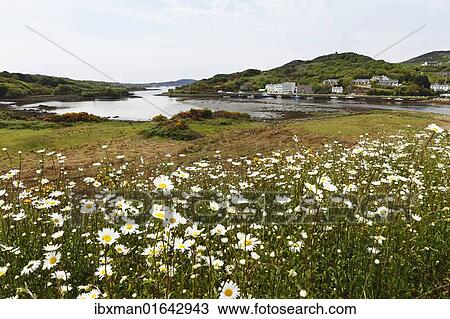 Stock Image - "Clifden Bay, Clifden, Connemara, County Galway, Republic of Ireland, Europe". Fotosearch