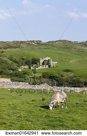 "Clifden Castle, view from Skyroad, Connemara, County Galway, Republic of Ireland, Europe" View Large Photo Image Stock Image - "Clifden Castle, view from Skyroad, Connemara, County Galway, Republic of Ireland, Europe". Fotosearch