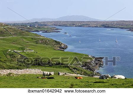Stock Image - "Clifden Castle, view from Skyroad, Connemara, County Galway, Republic of Ireland, Europe". Fotosearch