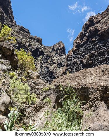 "Cliff in the Masca Gorge, rock formation, volcanic rocks, Tenerife, Canary Islands, Spain, Europe" View Large Photo Image Stock Image - "Cliff in the Masca Gorge, rock formation, volcanic rocks, Tenerife, Canary Islands, Spain, Europe". Fotosearch