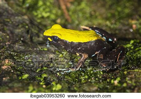 "Climbing or Green-backed Mantella (Mantella laevigata), Madagascar, Africa" View Large Photo Image Stock Image - "Climbing or Green-backed Mantella (Mantella laevigata), Madagascar, Africa". Fotosearch