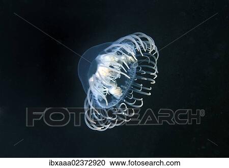 "Clinging Jellyfish (Gonionemus vertens), Japan Sea, Far East, Primorsky Krai, Russian Federation" View Large Photo Image Stock Image - "Clinging Jellyfish (Gonionemus vertens), Japan Sea, Far East, Primorsky Krai, Russian Federation". Fotosearch