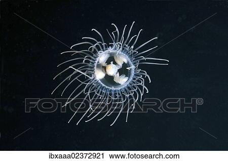 "Clinging Jellyfish (Gonionemus vertens), Japan Sea, Far East, Primorsky Krai, Russian Federation" View Large Photo Image Stock Image - "Clinging Jellyfish (Gonionemus vertens), Japan Sea, Far East, Primorsky Krai, Russian Federation". Fotosearch