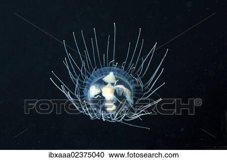 "Clinging Jellyfish (Gonionemus vertens), Japan Sea, Primorsky Krai, Russian Federation, Far East" View Large Photo Image Stock Image - "Clinging Jellyfish (Gonionemus vertens), Japan Sea, Primorsky Krai, Russian Federation, Far East". Fotosearch