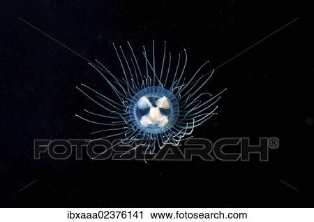 "Clinging Jellyfish (Gonionemus vertens), Japan Sea, Primorsky Krai, Russian Federation, Far East" View Large Photo Image Stock Image - "Clinging Jellyfish (Gonionemus vertens), Japan Sea, Primorsky Krai, Russian Federation, Far East". Fotosearch