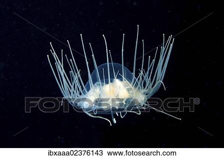 "Clinging Jellyfish (Gonionemus vertens), Japan Sea, Primorsky Krai, Russian Federation, Far East" View Large Photo Image Stock Image - "Clinging Jellyfish (Gonionemus vertens), Japan Sea, Primorsky Krai, Russian Federation, Far East". Fotosearch