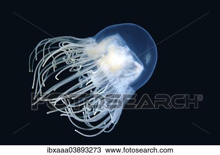 "Clinging Jellyfish (Gonionemus vertens), Sea of Japan, Primorsky Krai, Russian Far East, Russian Federation" View Large Photo Image Stock Image - "Clinging Jellyfish (Gonionemus vertens), Sea of Japan, Primorsky Krai, Russian Far East, Russian Federation". Fotosearch