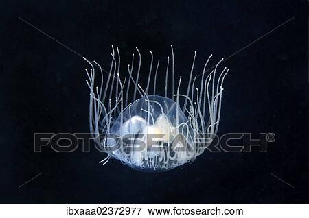 "Clinging Jellyfish (Gonionemus vertens), Japan Sea, Far East, Primorsky Krai, Russian Federation" View Large Photo Image Stock Photo - "Clinging Jellyfish (Gonionemus vertens), Japan Sea, Far East, Primorsky Krai, Russian Federation". Fotosearch