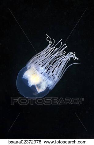 "Clinging Jellyfish (Gonionemus vertens), Japan Sea, Far East, Primorsky Krai, Russian Federation" View Large Photo Image Stock Photo - "Clinging Jellyfish (Gonionemus vertens), Japan Sea, Far East, Primorsky Krai, Russian Federation". Fotosearch