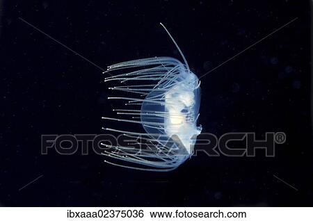 Stock Photograph - "Clinging Jellyfish (Gonionemus vertens), Japan Sea, Primorsky Krai, Russian Federation, Far East". Fotosearch