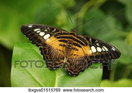 "Clipper, butterfly (Parthenos sylvia)" View Large Photo Image Stock Photo - "Clipper, butterfly (Parthenos sylvia)". Fotosearch