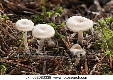 Stock Photo - "Clitocybe (Clitocybe langei), Untergroeningen, Baden-Wuerttemberg, Germany, Europe". Fotosearch