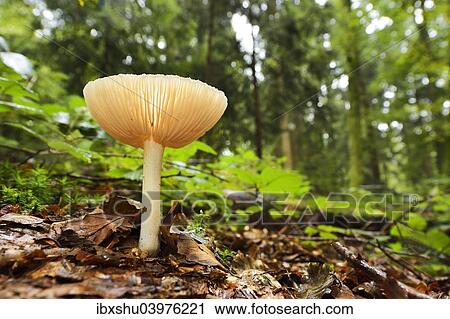 "Clitocybe gibba fungus, Switzerland, Europe" View Large Photo Image Stock Image - "Clitocybe gibba fungus, Switzerland, Europe". Fotosearch