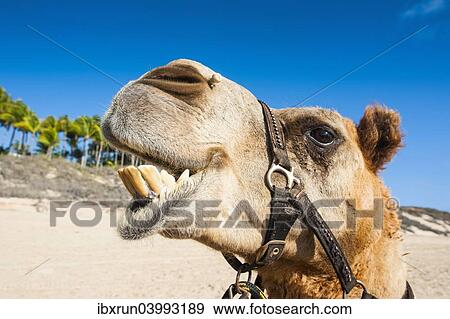 "Close up of a camel prepared for tourists on Cable Beach, Broome, Western Australia" View Large Photo Image Stock Photo - "Close up of a camel prepared for tourists on Cable Beach, Broome, Western Australia". Fotosearch