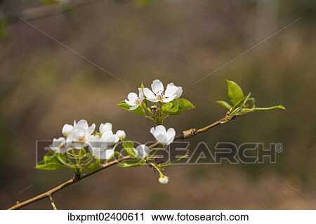 "Close-up of a Pear tree bloom (Pyrus) in the """"Jardin du Grand Portage"""" garden in spring, Saint-Didace, Lanaudiere, Quebec, Canada, North America" View Large Photo Image Stock Image - "Close-up of a Pear tree bloom (Pyrus) in the """"Jardin du Grand Portage"""" garden in spring, Saint-Didace, Lanaudiere, Quebec, Canada, North America". Fotosearch