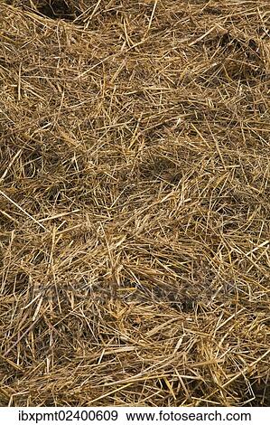 "Close-up of a pile of hay in spring, Quebec, Canada, North America" View Large Photo Image Stock Photo - "Close-up of a pile of hay in spring, Quebec, Canada, North America". Fotosearch