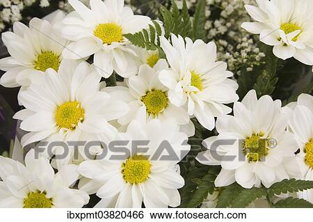 Stock Photograph - "Close-up of freshly cut chrysanthemum flowers for sale at an outdoor market, Byward Market, Ottawa, Ontario, Canada, North America". Fotosearch