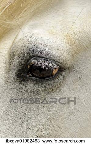 "Close-up of the eye of a Camargue horse, Camargue, France, Europe" View Large Photo Image Stock Image - "Close-up of the eye of a Camargue horse, Camargue, France, Europe". Fotosearch