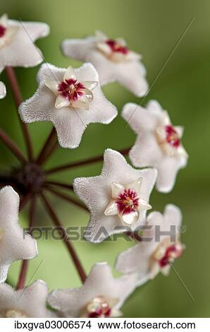 Closeup of a flower umbel of a Wax Plant (Hoya carnosa) View Large Photo Image Picture - Closeup of a flower umbel of a Wax Plant (Hoya carnosa). Fotosearch