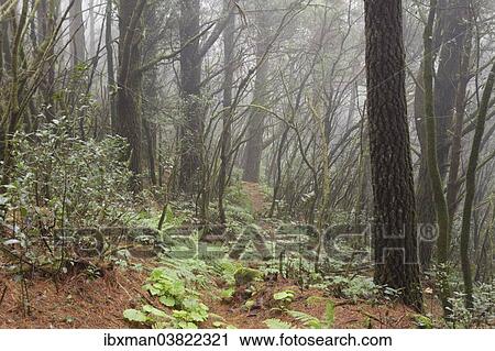 "Cloud forest, Cumbre Nueva, La Palma, Canary Islands, Spain, Europe" View Large Photo Image Stock Image - "Cloud forest, Cumbre Nueva, La Palma, Canary Islands, Spain, Europe". Fotosearch