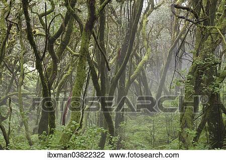 "Cloud forest, Cumbre Nueva, La Palma, Canary Islands, Spain, Europe" View Large Photo Image Stock Image - "Cloud forest, Cumbre Nueva, La Palma, Canary Islands, Spain, Europe". Fotosearch