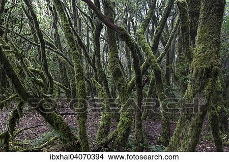 "Cloud forest, laurel forest, Garajonay National Park, UNESCO World Heritage Site, La Gomera, Canary Islands, Spain, Europe" View Large Photo Image Picture - "Cloud forest, laurel forest, Garajonay National Park, UNESCO World Heritage Site, La Gomera, Canary Islands, Spain, Europe". Fotosearch