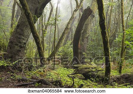 "Cloud forest, laurel forest, Garajonay National Park, La Gomera, Canary Islands, Spain, Europe" View Large Photo Image Picture - "Cloud forest, laurel forest, Garajonay National Park, La Gomera, Canary Islands, Spain, Europe". Fotosearch